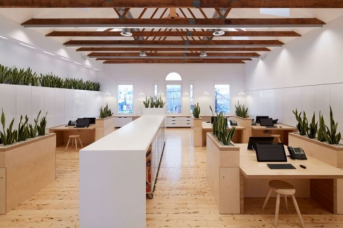 辦公室設(shè)計(jì)中綠植裝飾有多重要？看完這篇文章你就知道了！