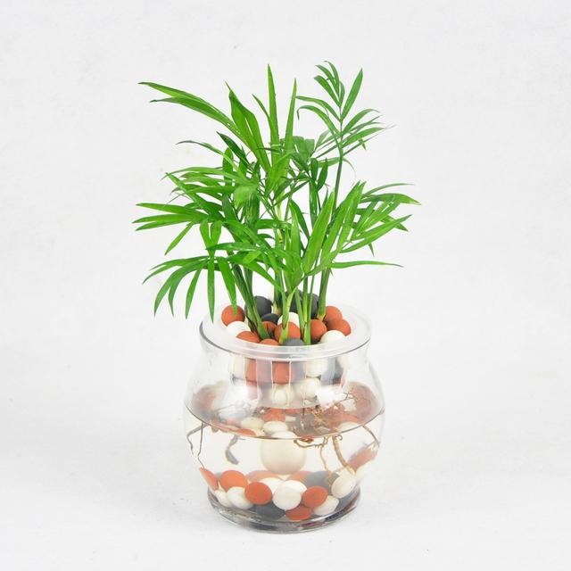 辦公室綠植圖片