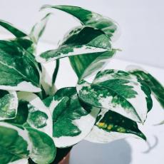 辦公室裝修設(shè)計:適合放在辦公室的綠植，這些品種最好種